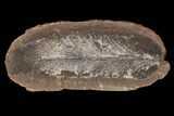 Fossil Neuropteris Seed Fern Leaf (Pos/Neg) - Mazon Creek #87714-1